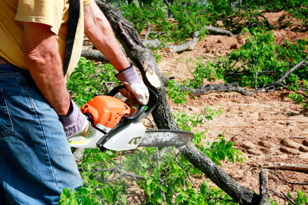 Best Tree Stump Removal  in Hillcrest, CA